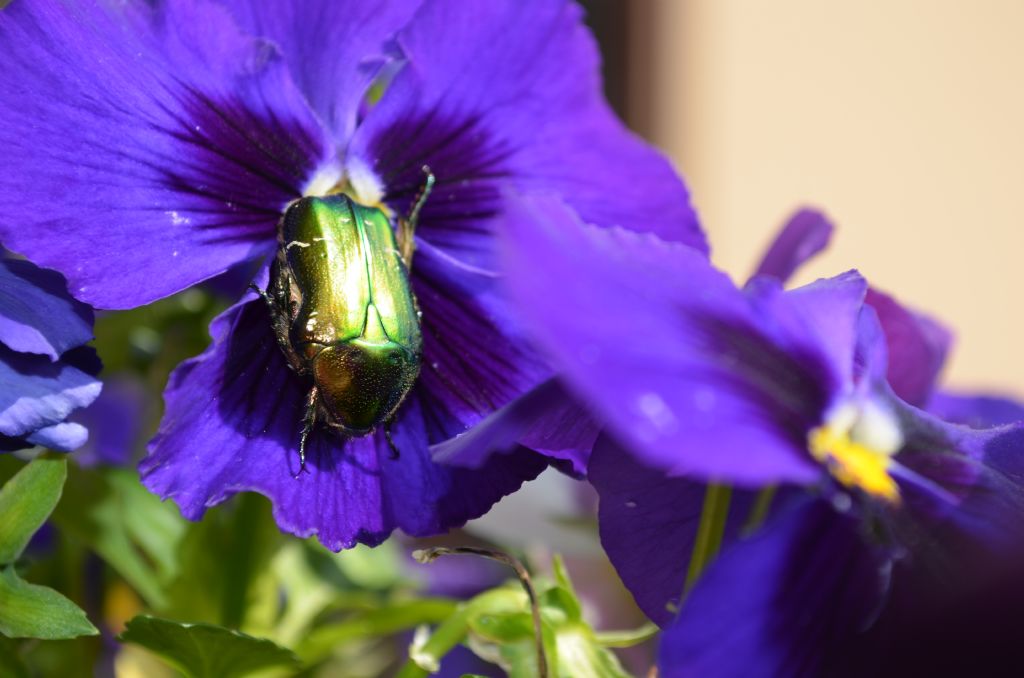 Cetonia aurata pisana - (Cetoniidae)